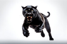 Panther Isolated On A White Background Jumping. Animal Front View.