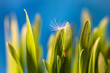 Zielona trawa z nasionkiem dmuchawca
