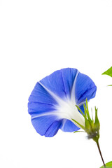 Sticker - Blooming of morning glory (Ipomoea nil) in Japan