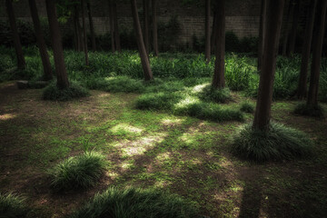 Poster - Nice green forest landscape in the city