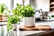 plant in a kitchen