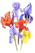 Watercolor Drawing Flowers Of Blue And Yellow Iris And Red Canna Lily At White Background , Hand Drawn Botanical Illustration