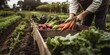 Leinwandbild Motiv Anonymous chef harvesting fresh vegetables on a farm