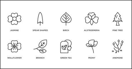Poster - nature outline icons set. thin line icons such as birch, alstroemeria, pine tree, wallflower, branch, green tea, peony vector.