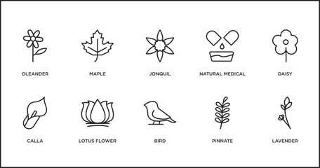 Wall Mural - nature outline icons set. thin line icons such as jonquil, natural medical pills, daisy, calla, lotus flower, bird, pinnate vector.