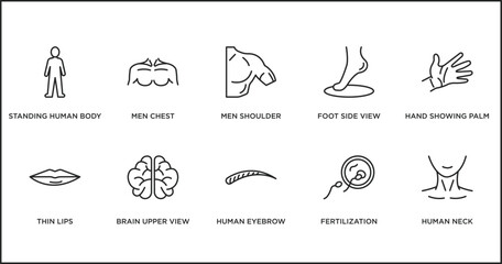 Poster - human body parts outline icons set. thin line icons such as men shoulder, foot side view, hand showi