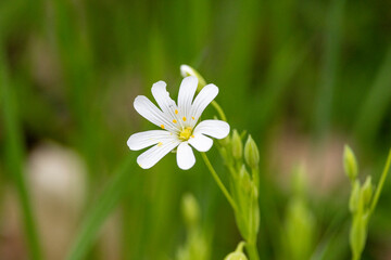 Große Sternmiere oder Echte Sternmiere (Stellaria holostea)