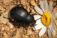 Blood Beetle Timarcha Tenebricosa Is A Beetle Belonging To The Chrysomelidae Family