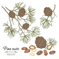Pine nuts set. Cedar branch. Colorful cedar tree with cones and nuts isolated on white background. Vector illustration engraved.