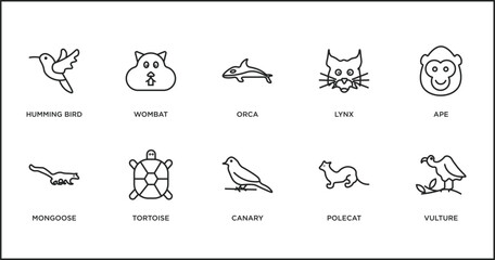 Canvas Print - animals outline icons set. thin line icons such as orca, lynx, ape, mongoose, tortoise, canary, polecat vector.