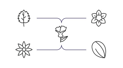 Sticker - nature outline icons set. thin line icons such as peppermint, narcissus, larch, clematis, almond vector.