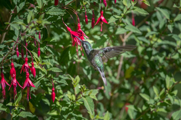 Wall Mural - Amazilia decora, Charming Hummingbird, bird feeding sweet nectar from flower pink bloom. Hummingbird behaviour in tropic forest, nature habitat in Corcovado NP, Costa Rica. Two bird in fly, wildlife.