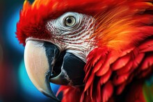 Close Up Of Colorful Scarlet Macaw Parrot.