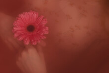Close-up View Of Lifeless Female Body Lying Underwater In Tub With Beautiful Pink Gerbera Flower In Hands 