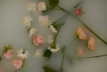 Fading Roses Lying In Cloudy Water In Bath, Directly Above View