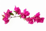 Fototapeta Tulipany - Blooming branch, flowers and inflorescence of bougainvillea isolated on white background. Element for design close-up, Generative AI