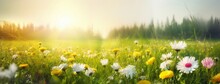 Beautiful Summer Natural Background With Yellow White Flowers Daisies, Clovers And Dandelions In Grass Against Of Dawn Morning. Ultra-wide Panoramic Landscape, Banner, Generative AI