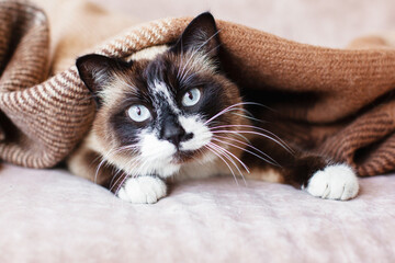 Wall Mural - Cat in wool cozy blanket sitting on sofa