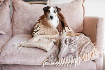 Wall Mural - Dog in wool cozy blanket sitting on sofa