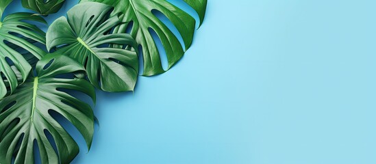 monstera leaves arranged on a blue background. is taken from a top-down perspective with empty space