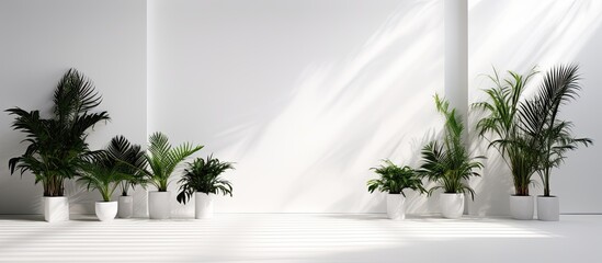 Aufkleber - A product presentation can be done in a studio with a white background that is free from any distractions. The room is empty but has shadows of windows, flowers, and palm leaves, creating a visually