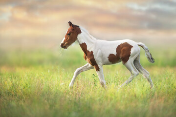 Wall Mural - Pinto colt on green pasture