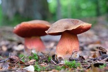 Two Boletus Luridiformis (Neoboletus Luridiformis, Boletus Erythropus) In Forest, Commonly Known As The Scarletina Bolete - Edible Tasty Mushroom. 
