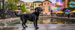 © XaMaps - Enchanting urban dog joyfully chasing magical soap bubbles in a vibrant city playground, exuding lively exuberance and urban delight. Generative AI