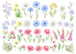Big set of wild flowers, meadow herbs, field plants and blossom garden floral elements. Hand drawn detailed isolated collection bloom botanical flowers watercolor illustration