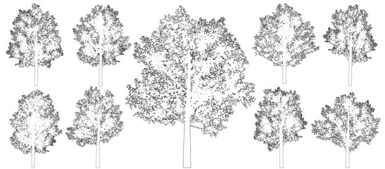 Wall Mural - Beautiful ash trees, set, contour. Vector illustration.