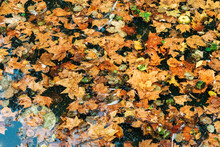 Dirty Pond With Autumn Foliage Leaves And Bird Feathers As Seasonal Background