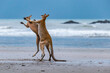© wagner_md - Two Kangaroos Fighting on the Beach at Cape Hillsborough, Queensland, Australia.