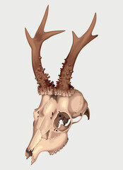 Vector picture of realistic detailed deer skull