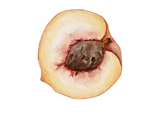 Wall Mural - Watercolor illustration of peach summer juicy fruit