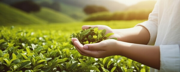 Wall Mural - Female hands gathering tea leaves on background of a tea plantation. Copy space