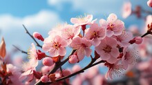 Pink Flowers On Branches With A Cloudy Blue Sky.