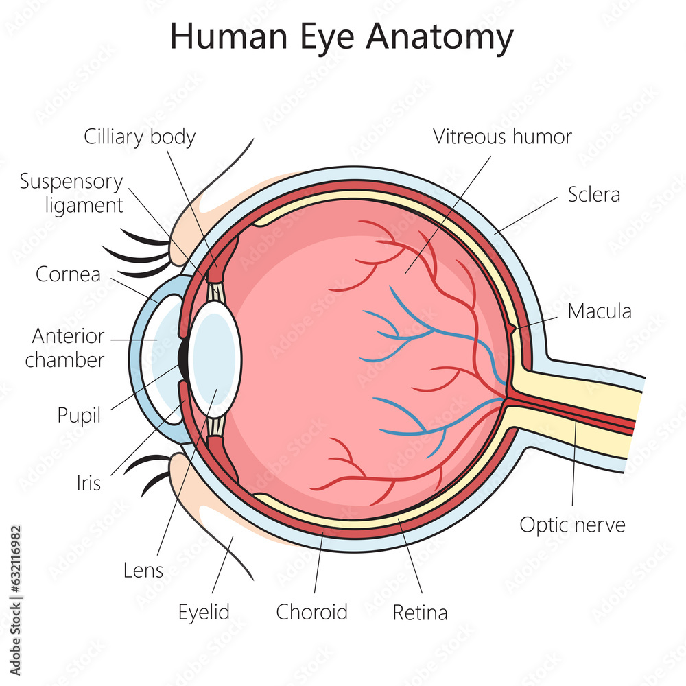 Stock illustration human eye structure scheme diagram schematic raster
