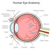 Human eye structure scheme diagram schematic raster illustration. Medical science educational illustration