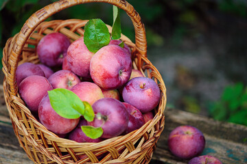 Wall Mural - Ripe red Apples in a Basket Outdoor. Autumn Garden