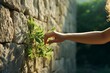 © standret - Close up view of woman hand reaching to plant in wall. Beautiful illustration picture. Generative AI