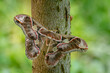 emperor moth - Rothschildia lebeau, large beautiful colored moth from North American forests and woodlands, Mexico.