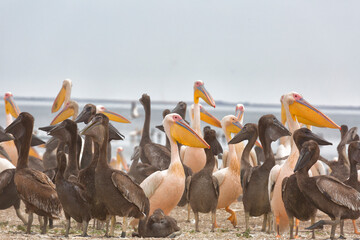 Wall Mural - Pink pelicans with chicks on the shore of Lake Manich-Gudilo in Kalmykia, Russia