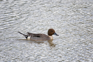 Wall Mural - Male Northern pintail swimming on water