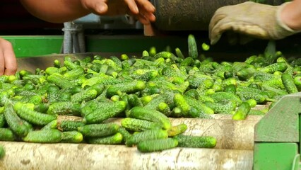 Wall Mural - Cucumber or gherkins in food processing factory. Women working, classify and control the processing of small cucumbers on conveyor belt in food factory. Close up, indoors footage