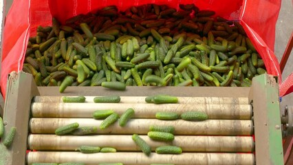 Wall Mural - Cucumber or gherkins in food processing factory. Classify and control the processing of small cucumbers on conveyor belt in food factory. Close up, indoors footage