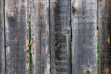 Wall Mural - Wooden background of several old boards nailed side by side.