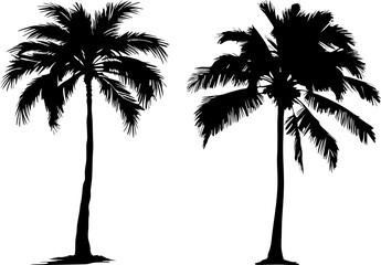 tropical palm trees silhouette set, decorative element for poster, banner and background