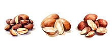 Selenium Brazil Nut Watercolor