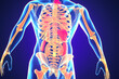 Human Digestive System (Stomach Anatomy) 3D
