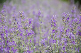 Fototapeta Lawenda - Field of lavender macro photo